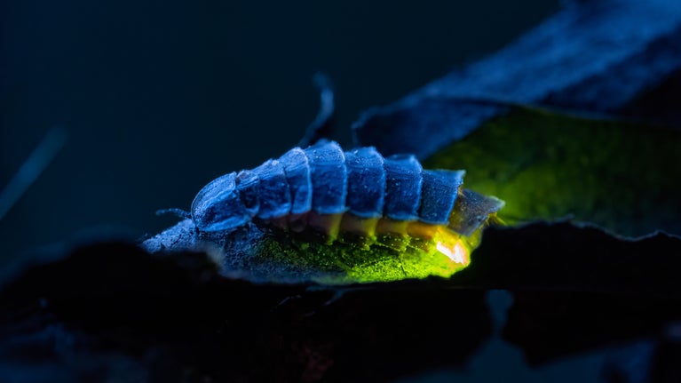 Glowing female glow worm at Sheringham Park